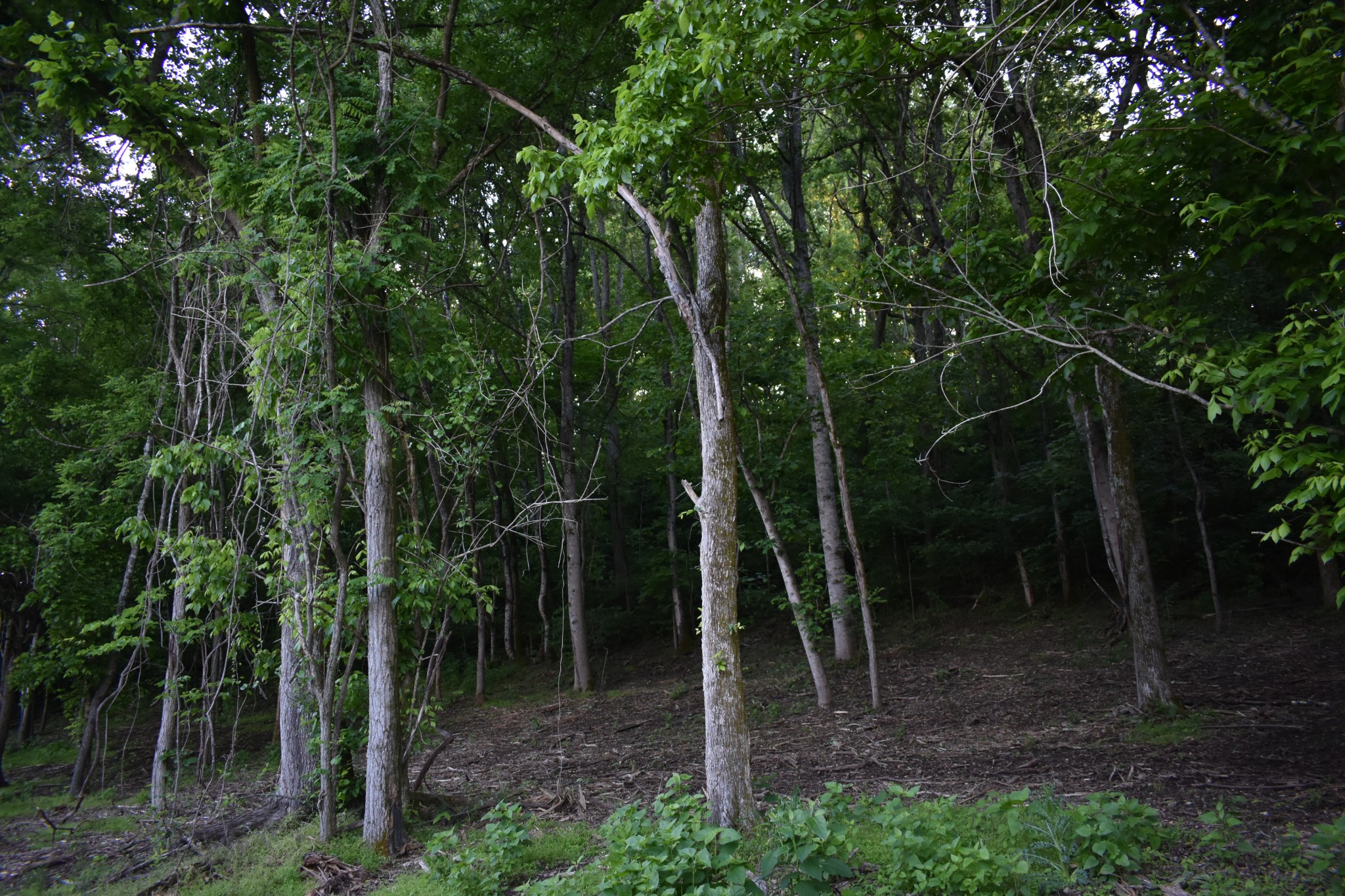 0 Turkey Creek Road Carthage, TN 37030 - Photo 2 of 2 a view of a forest