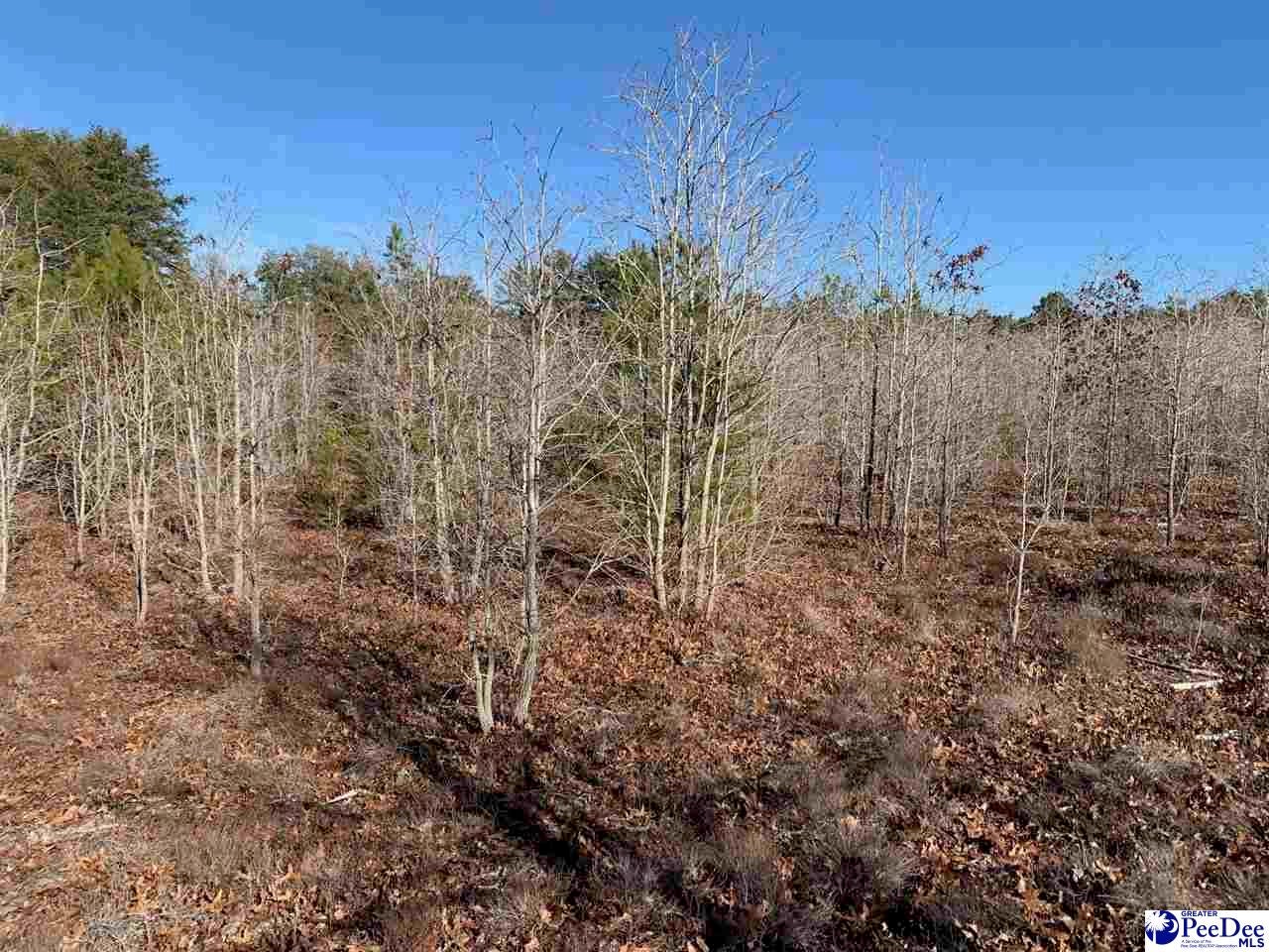 Scott Pond Road Hartsville, SC 29550 - Photo 6 of 9 Gallery Image 6