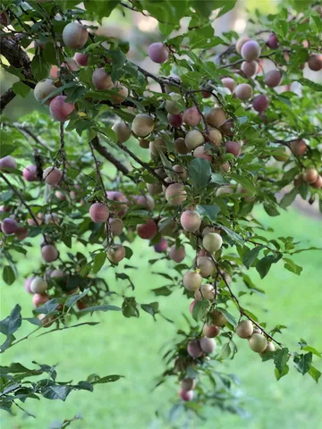 a backyard of a house with lots of green space