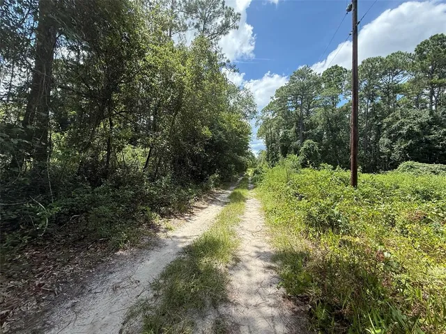a view of a forest with trees