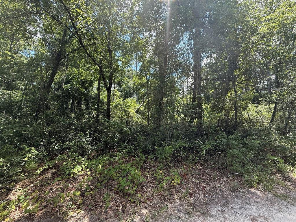 313 Calhoun Avenue Florahome, FL 32140 - Photo 3 of 7 a view of a forest with trees in the background