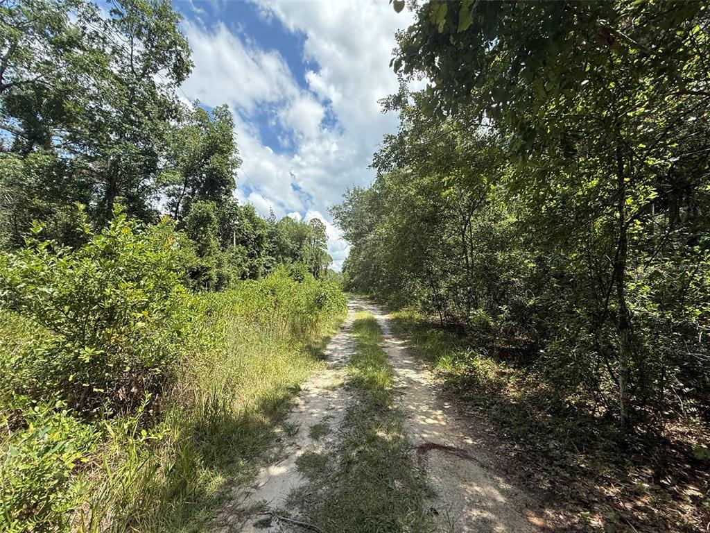 313 Calhoun Avenue Florahome, FL 32140 - Photo 4 of 7 a view of a yard