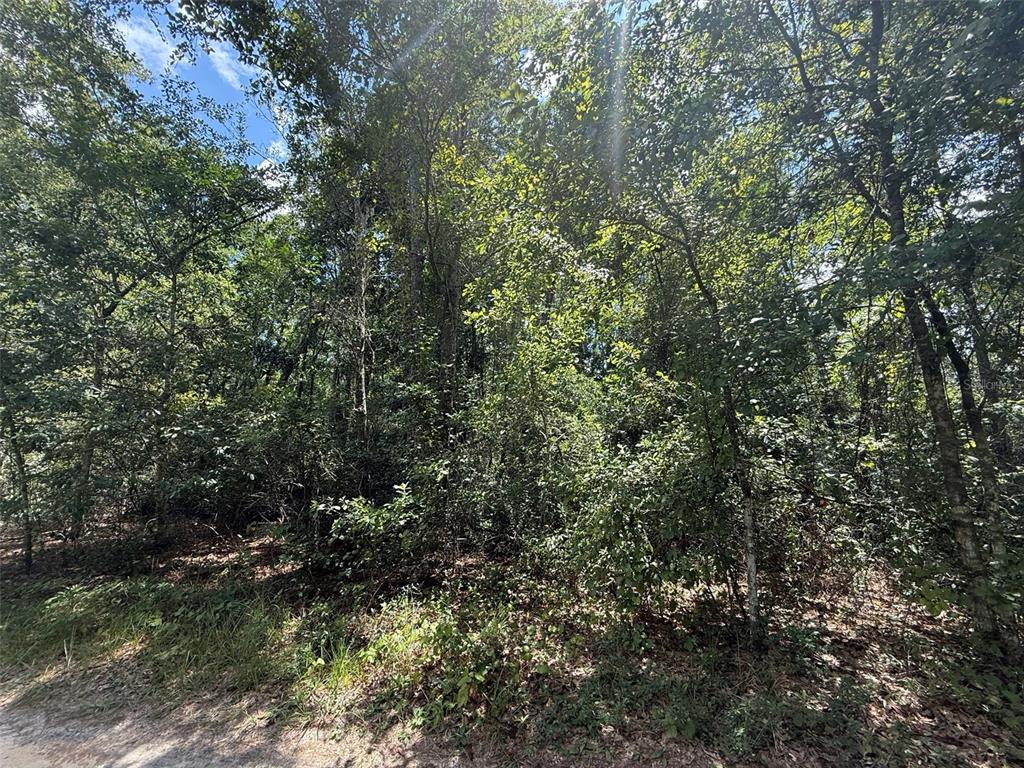 313 Calhoun Avenue Florahome, FL 32140 - Photo 5 of 7 a view of a forest with a tree