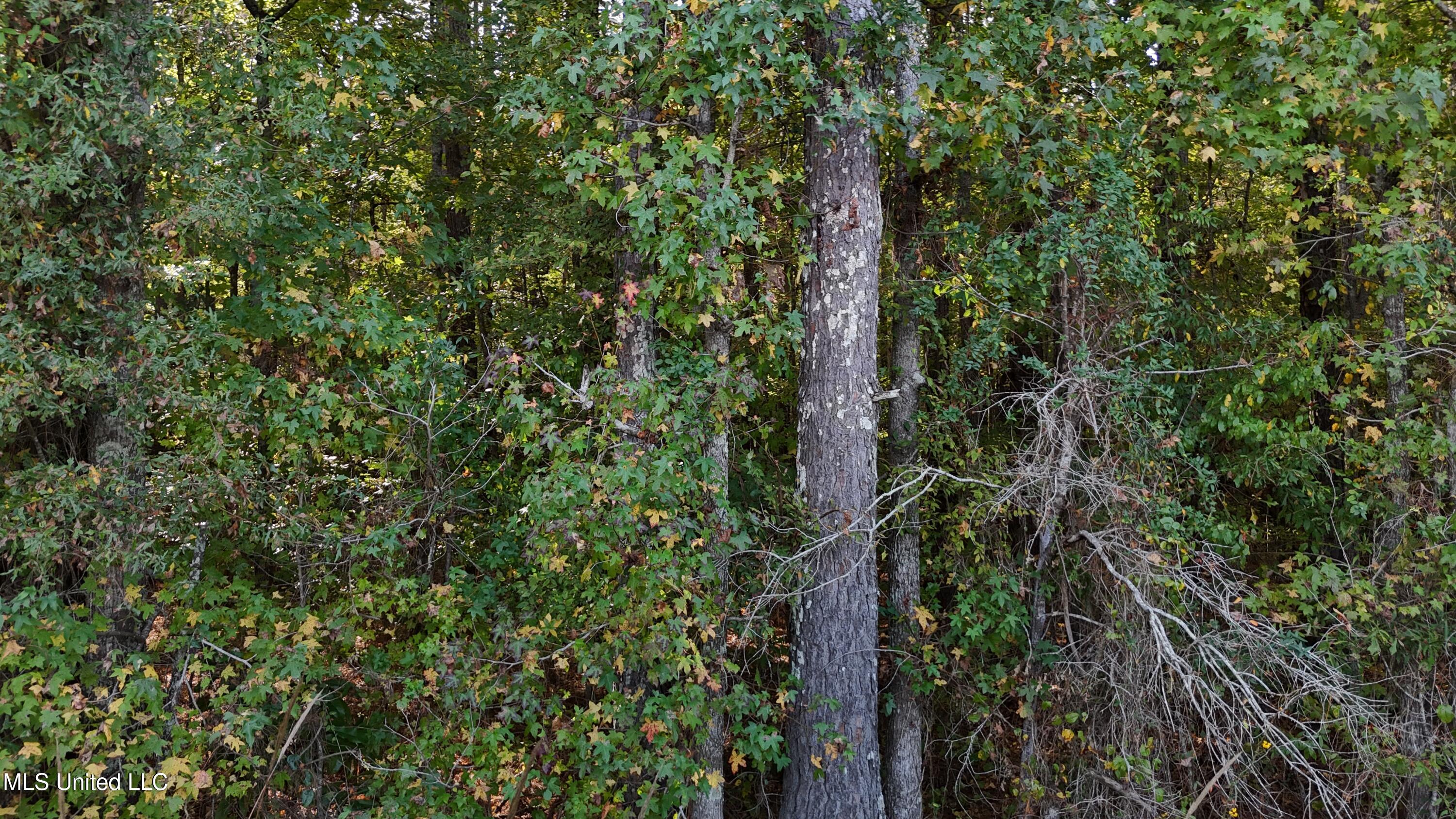 Old Pinola Braxton Road Braxton, MS 39044 - Photo 11 of 12 DJI_20241102145737_0168_D