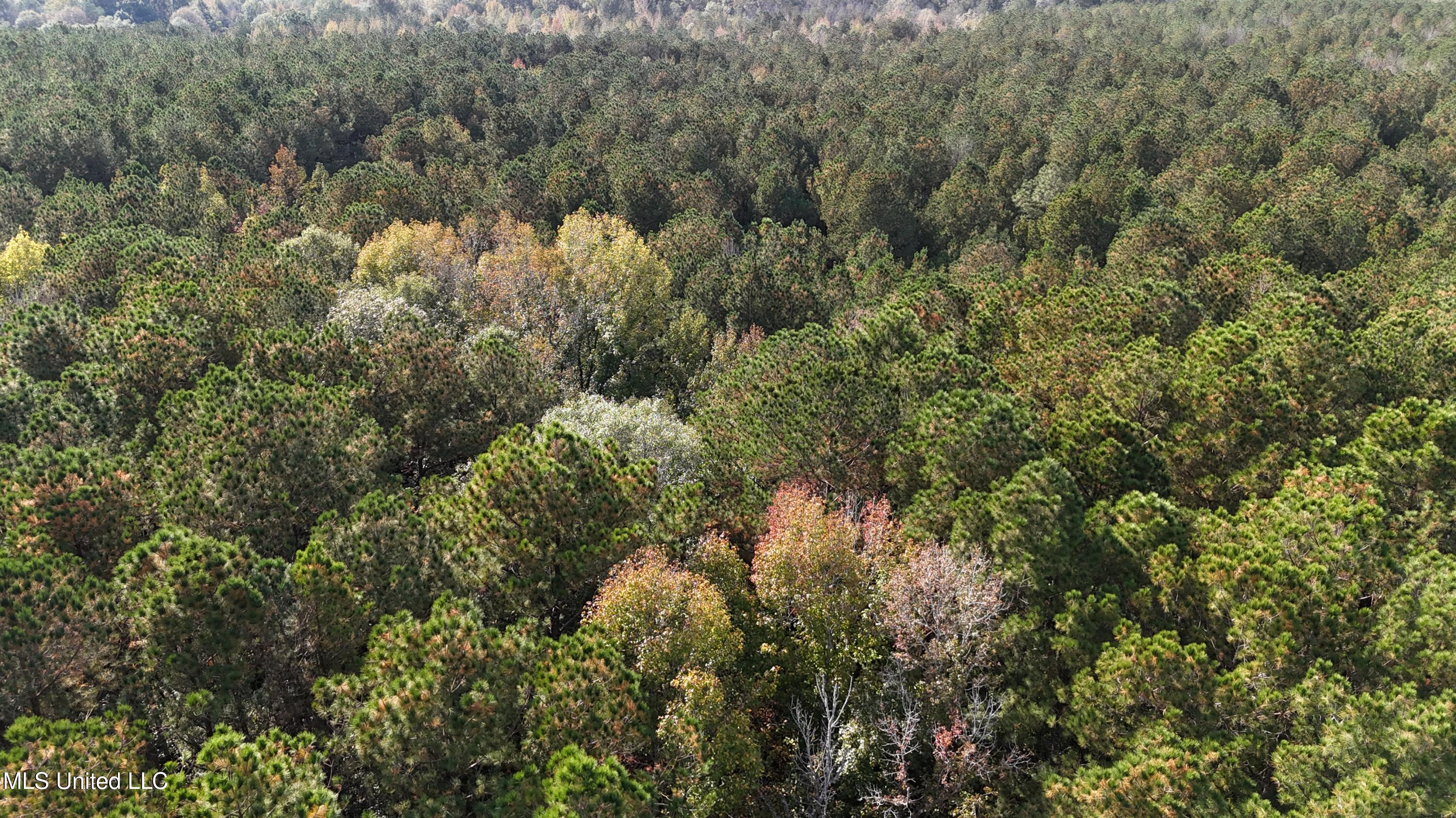 Old Pinola Braxton Road Braxton, MS 39044 - Photo 2 of 12 DJI_20241102145231_0159_D