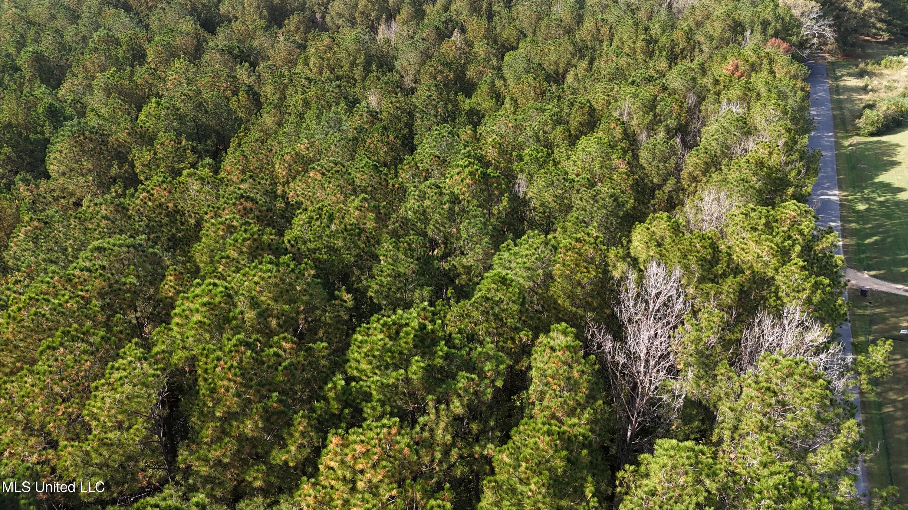 Old Pinola Braxton Road Braxton, MS 39044 - Photo 5 of 12 DJI_20241102145336_0162_D