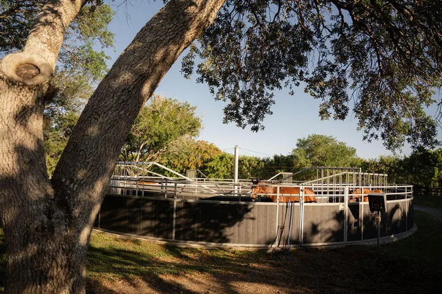 a view of lush green space