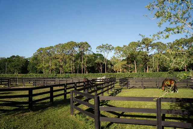 a view of a park with large trees