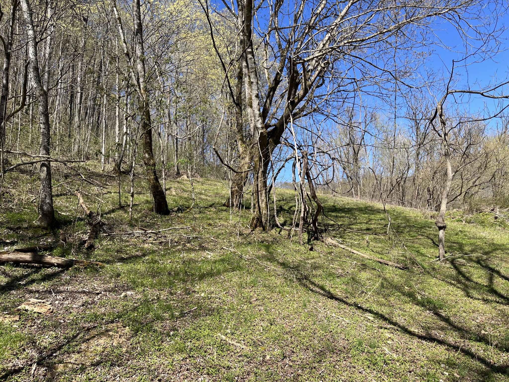 167 Dillehay Hollow Road Pleasant Shade, TN 37145 - Photo 11 of 28 a view of yard