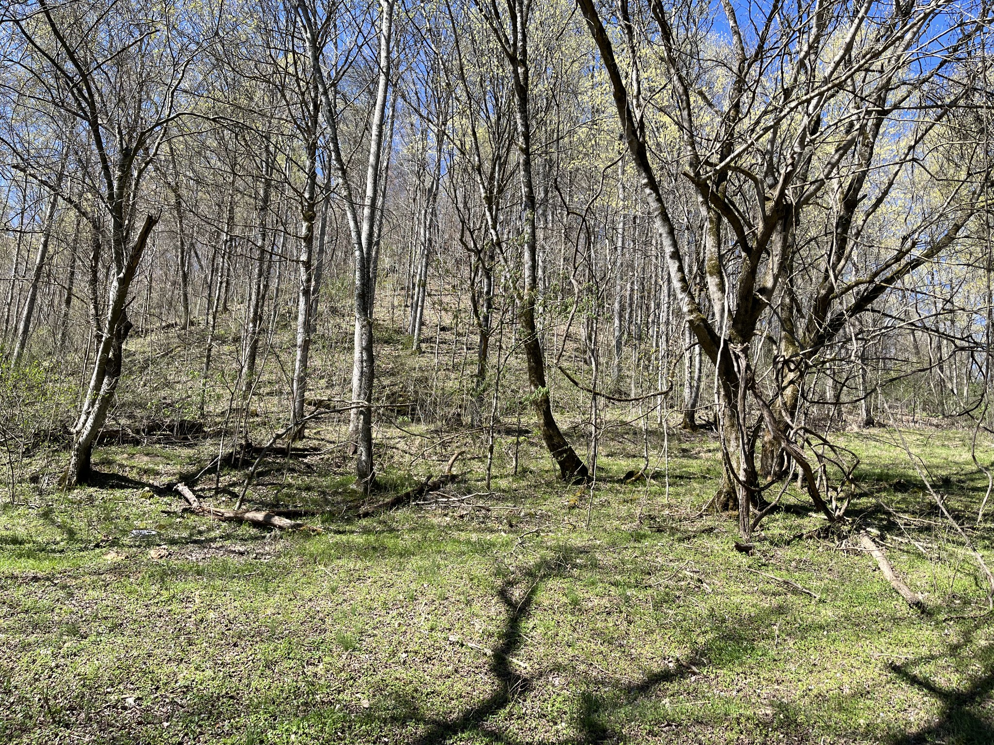 167 Dillehay Hollow Road Pleasant Shade, TN 37145 - Photo 15 of 28 a view of a yard with a tree