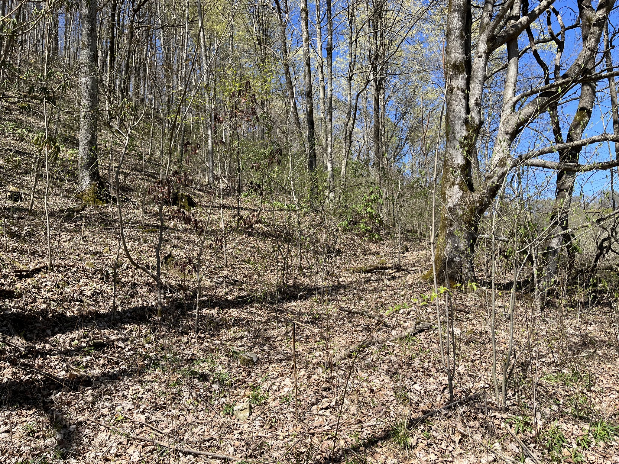 167 Dillehay Hollow Road Pleasant Shade, TN 37145 - Photo 16 of 28 a view of a yard with a tree