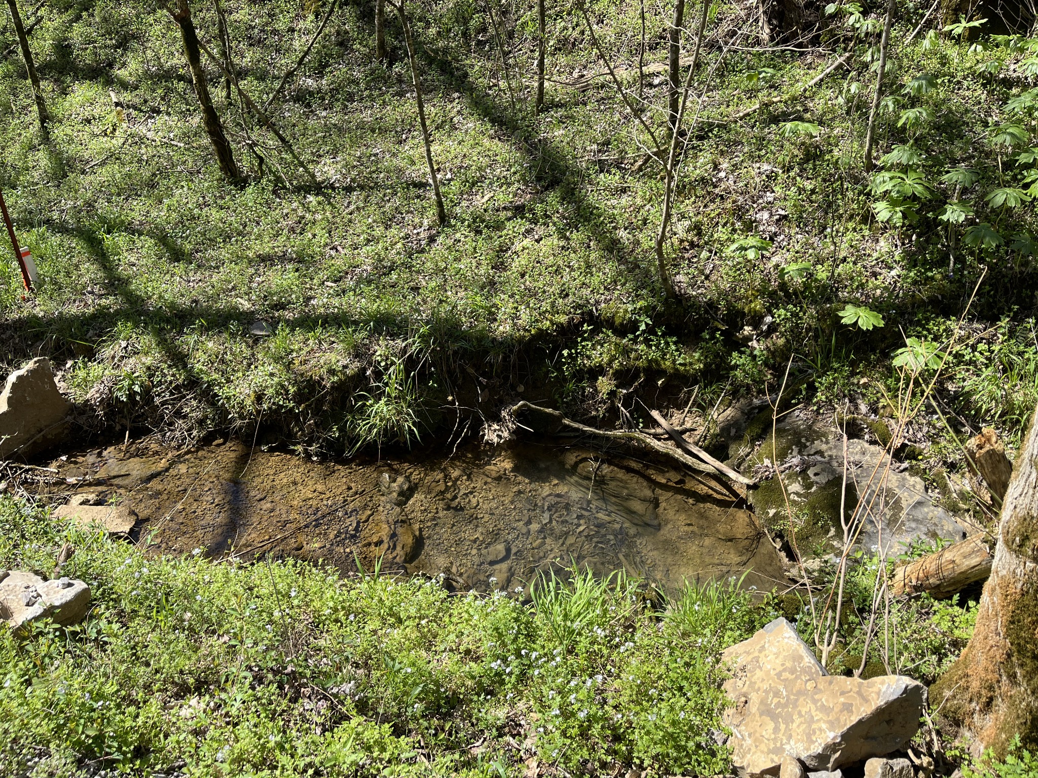 167 Dillehay Hollow Road Pleasant Shade, TN 37145 - Photo 3 of 28 a view of a forest with a tree