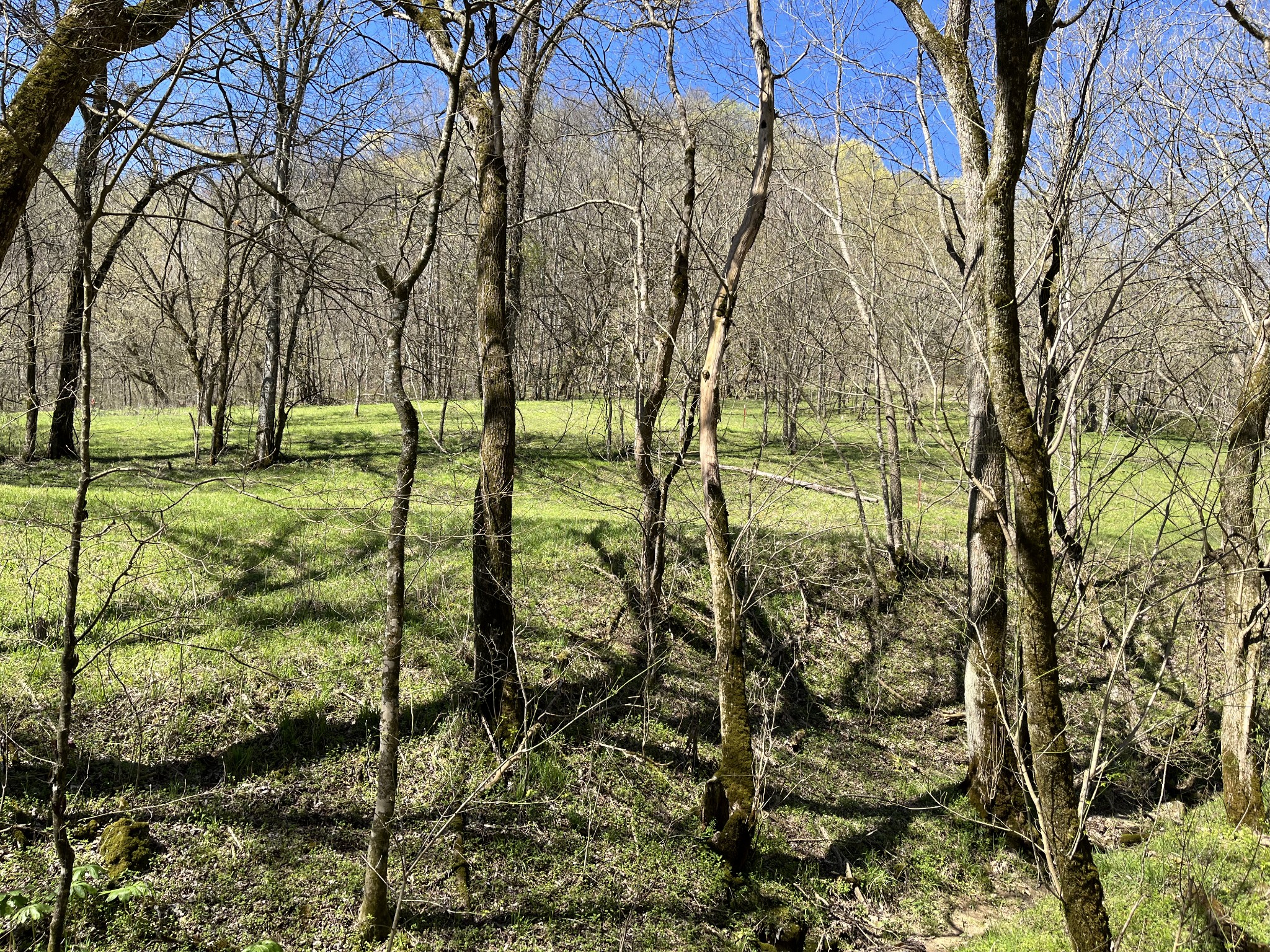 167 Dillehay Hollow Road Pleasant Shade, TN 37145 - Photo 5 of 28 a backyard of a house with lots of green space