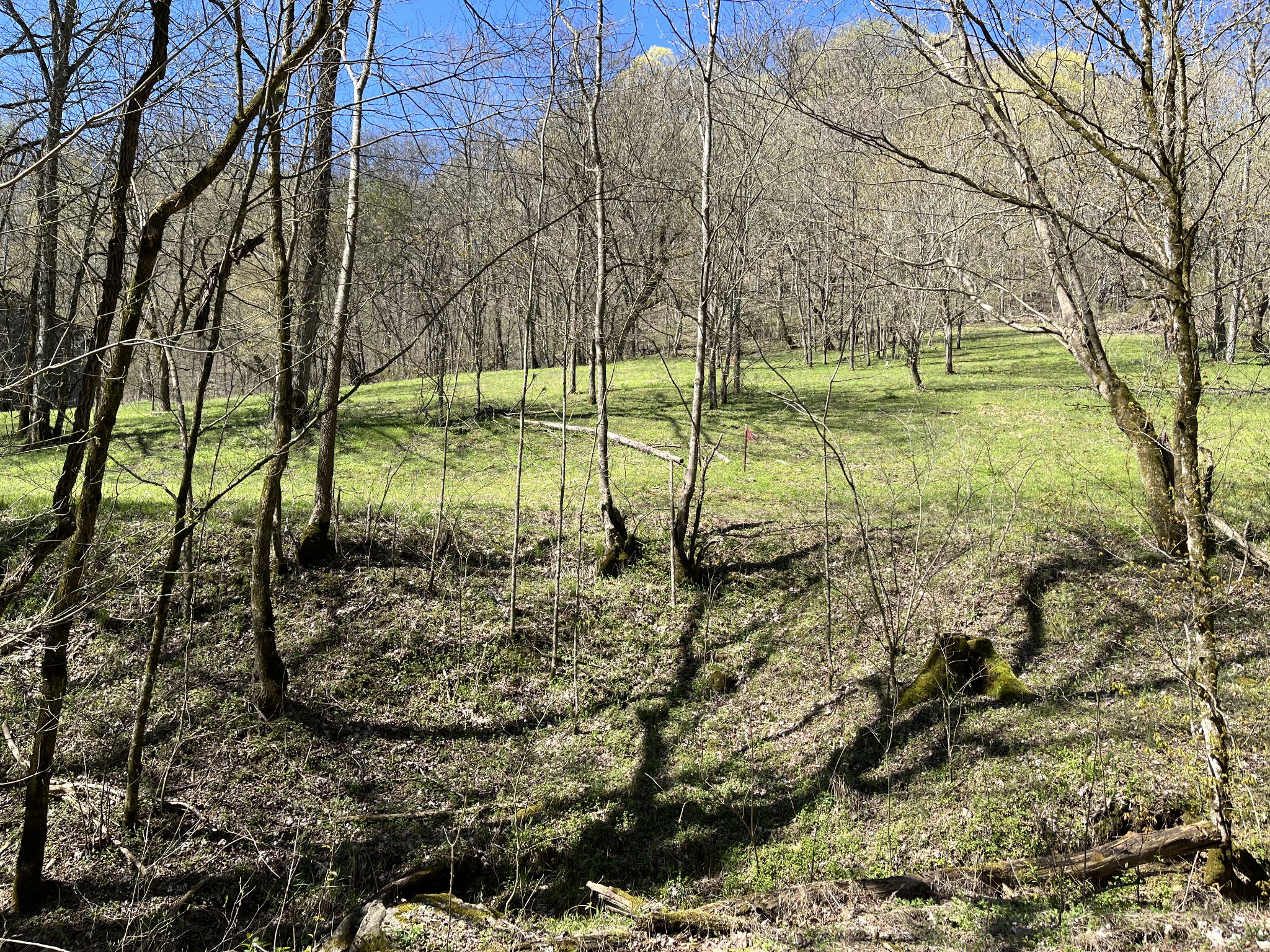 167 Dillehay Hollow Road Pleasant Shade, TN 37145 - Photo 6 of 28 a view of pool with trees