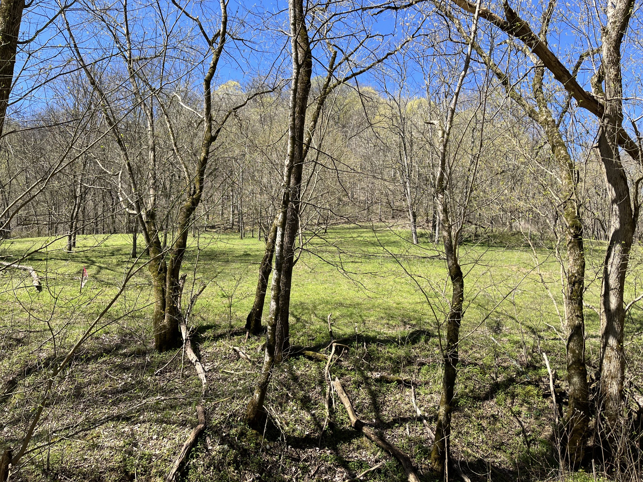 167 Dillehay Hollow Road Pleasant Shade, TN 37145 - Photo 7 of 28 a view of a yard with an trees
