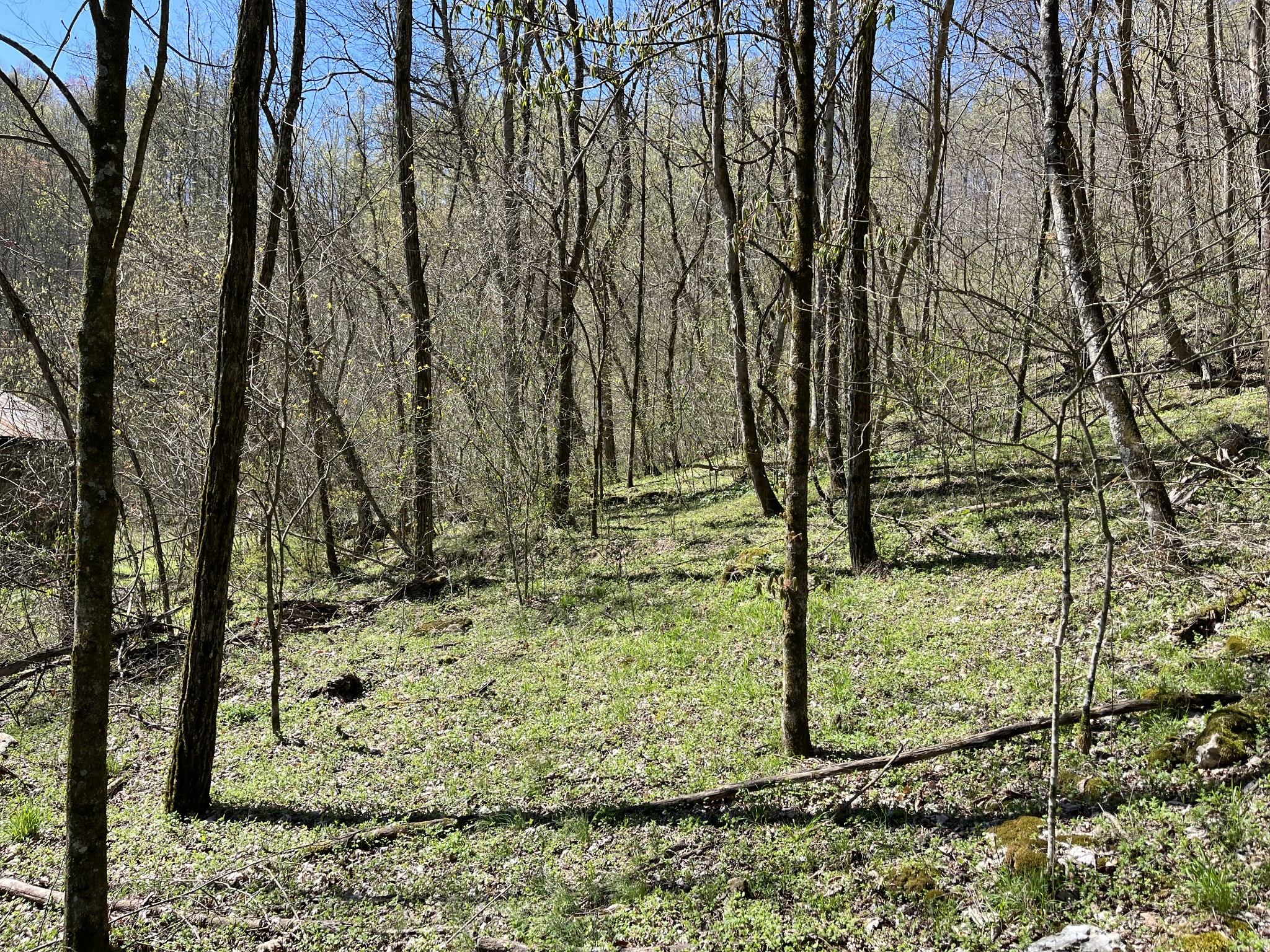 167 Dillehay Hollow Road Pleasant Shade, TN 37145 - Photo 8 of 28 a view of a yard with wooden fence