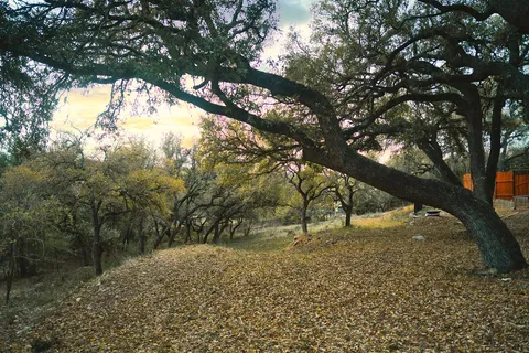 a view of tree