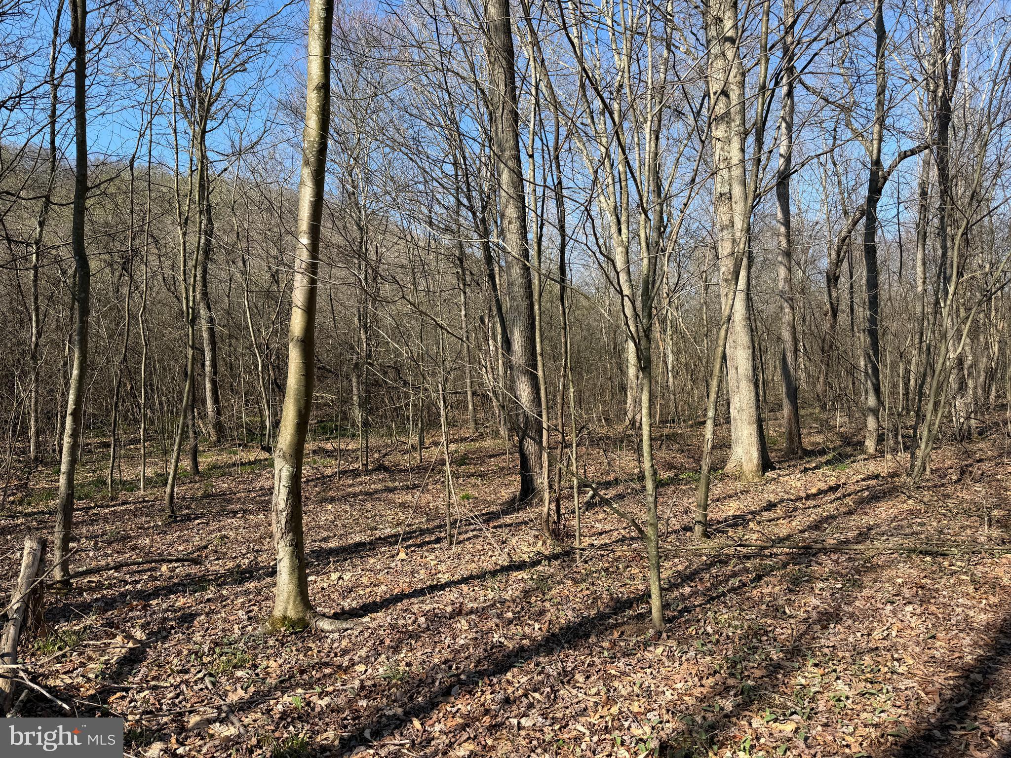 129-acres Black Hollow Road Schellsburg, PA 15559 - Photo 27 of 72 a view of a backyard with large trees