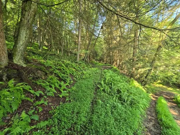 a view of a large yard with lots of green space