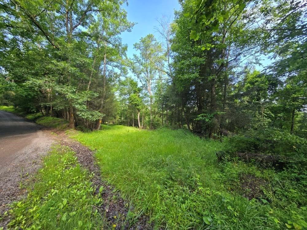 273 Government Road New Bethlehem, PA 16242 - Photo 17 of 33 a view of a yard with a tree