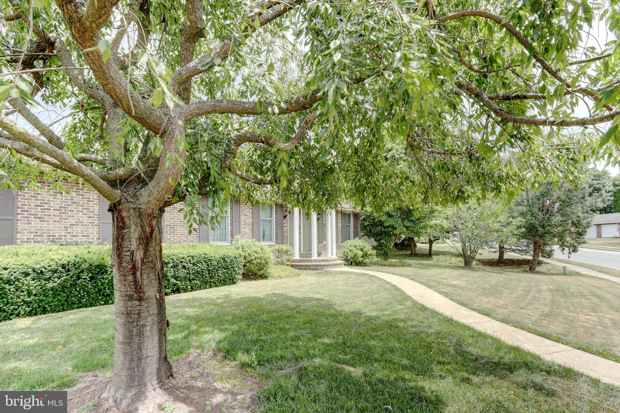 8 Thornbury Road Reading, PA 19606 - Photo 45 of 49 flowering cherry tree