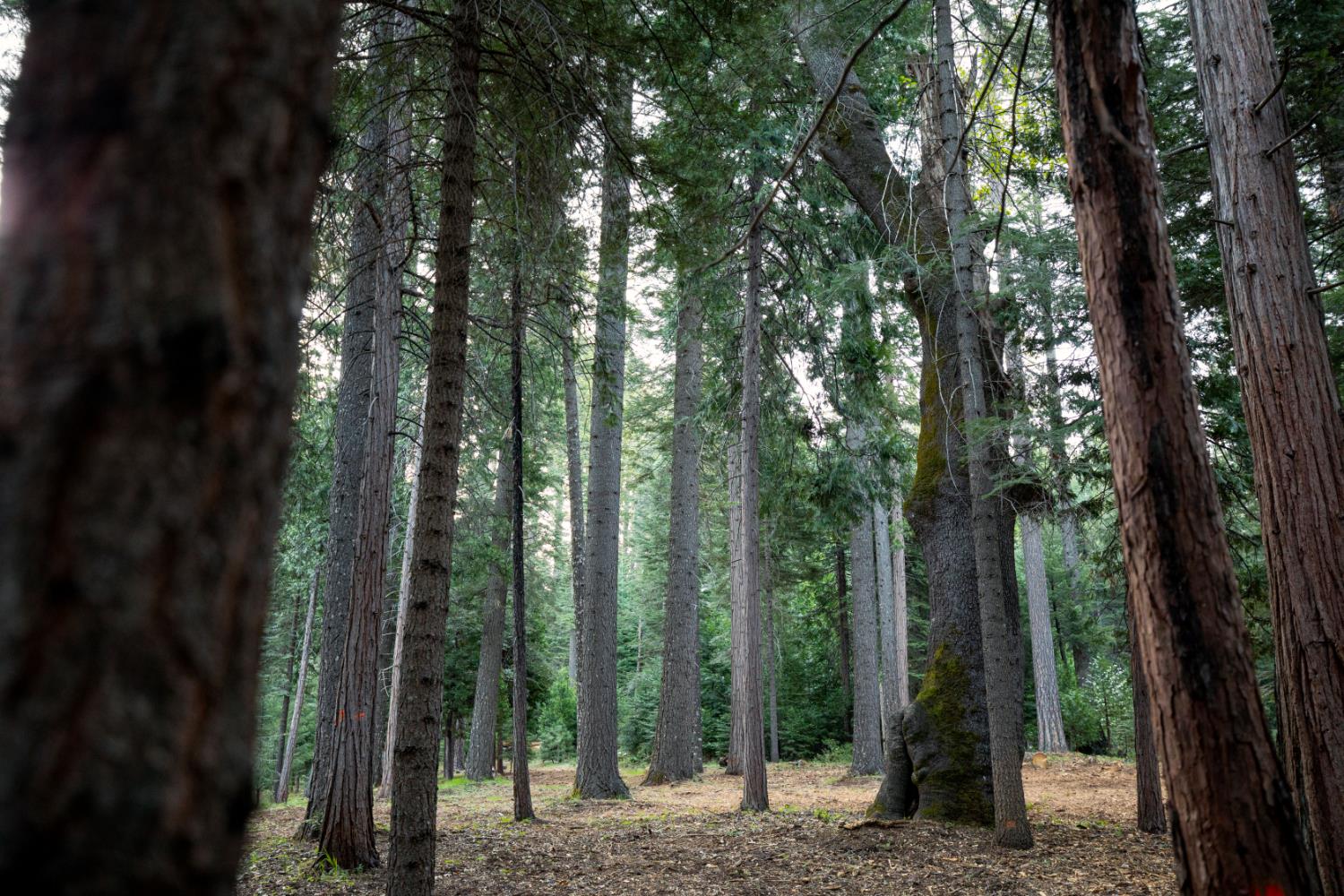 0 Blair Road Pollock Pines, CA 95726 - Photo 15 of 27