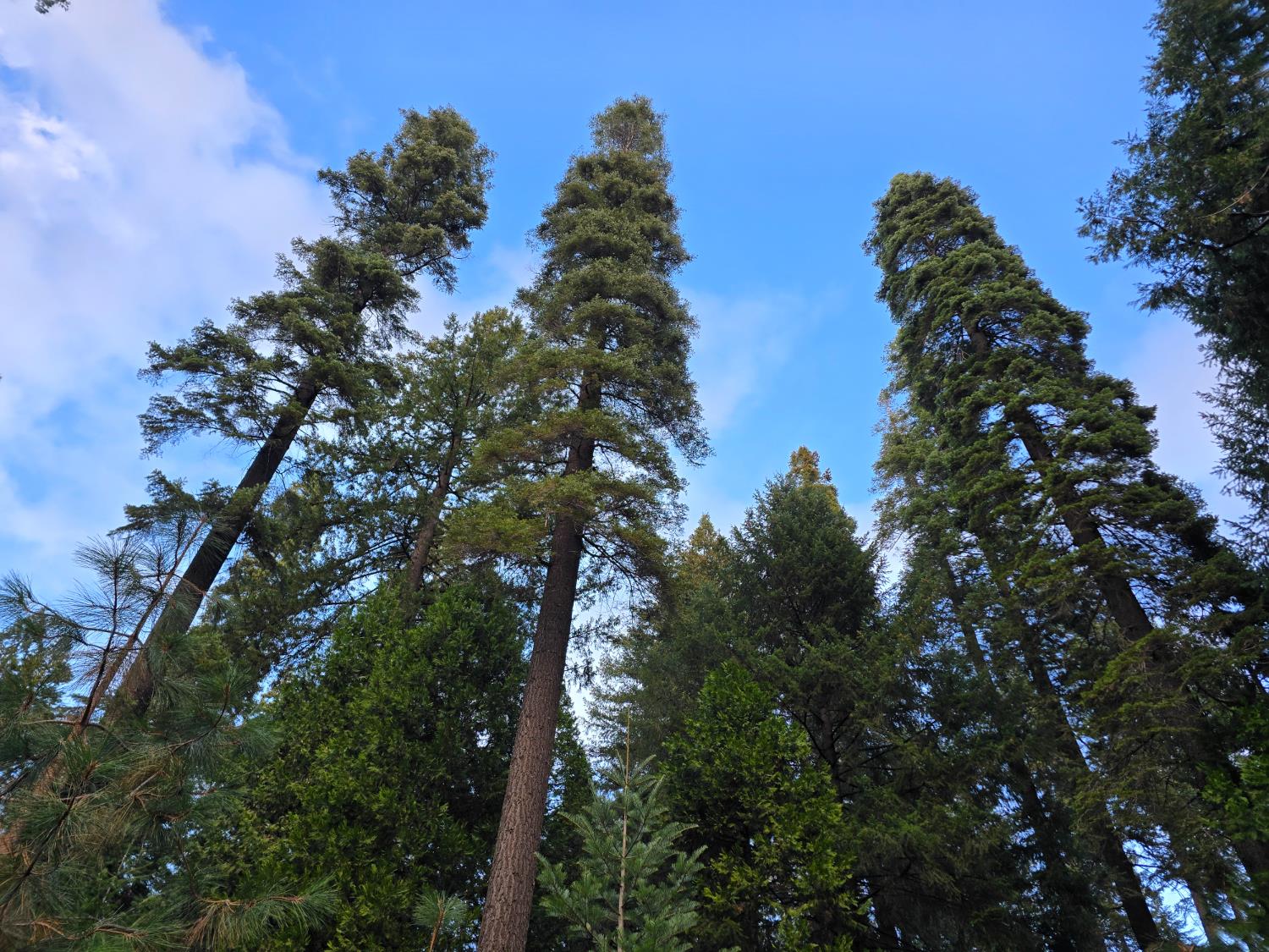 0 Blair Road Pollock Pines, CA 95726 - Photo 16 of 27