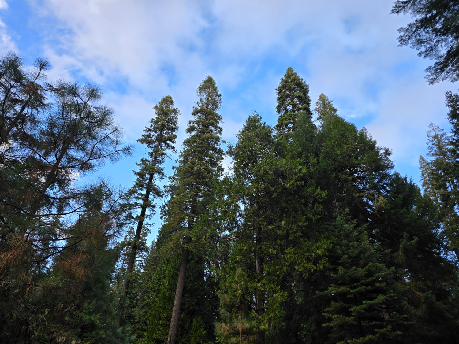 0 Blair Road Pollock Pines, CA 95726 - Photo 21 of 27