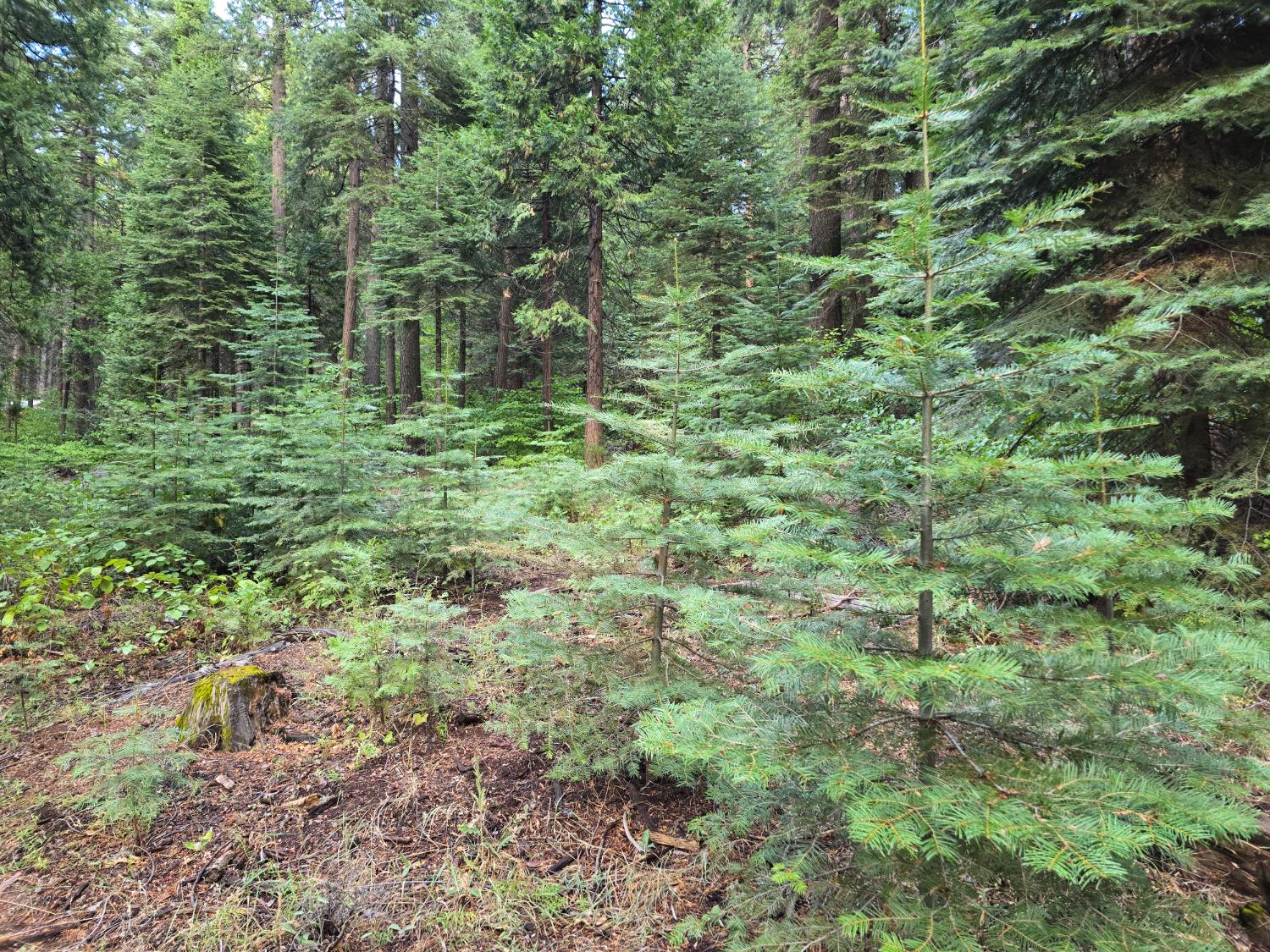 0 Blair Road Pollock Pines, CA 95726 - Photo 25 of 27