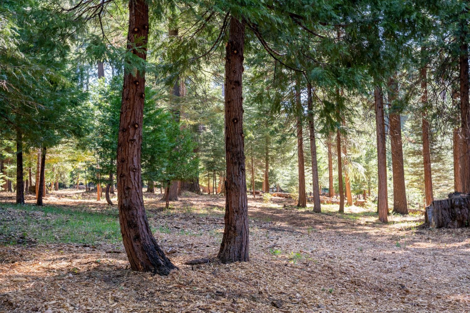 0 Blair Road Pollock Pines, CA 95726 - Photo 5 of 27