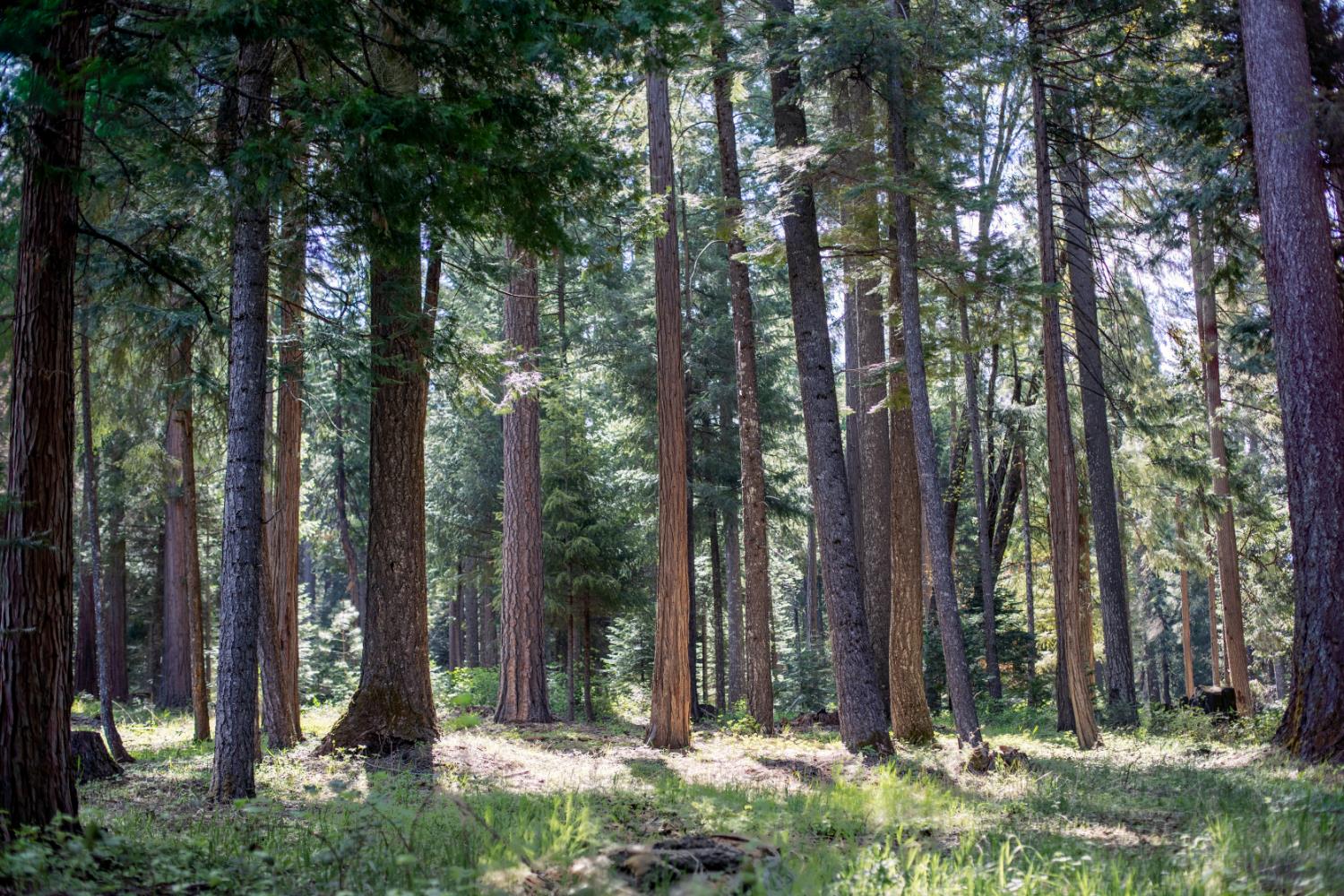 0 Blair Road Pollock Pines, CA 95726 - Photo 9 of 27