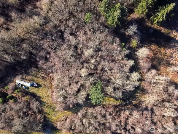 a view of a forest with a tree