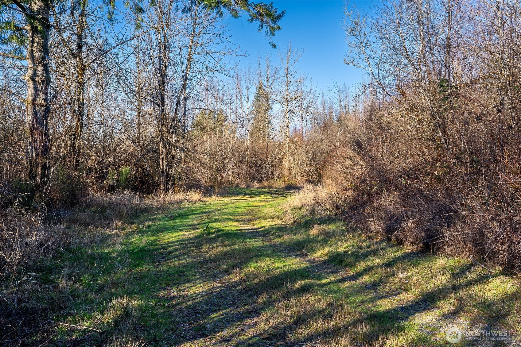 14647 Case Road Southwest Rochester, WA 98579 - Photo 8 of 14 a view of a yard with large trees