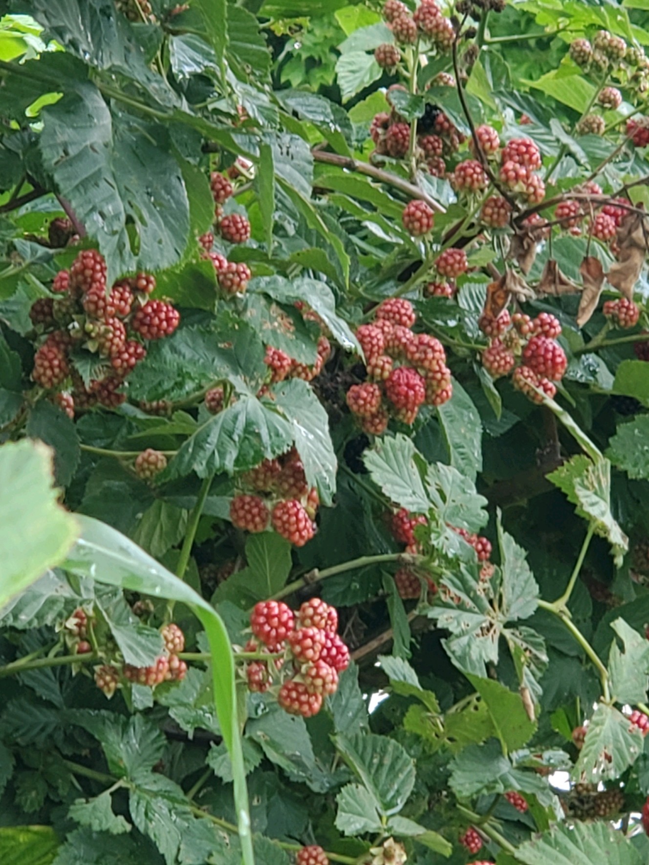 1084 Perry Road Manchester, TN 37355 - Photo 7 of 36