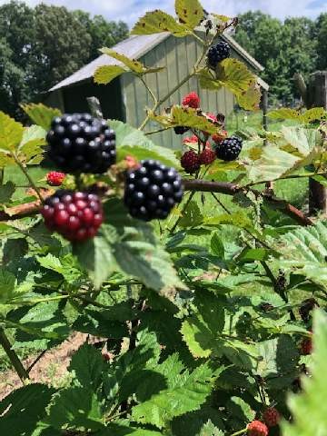 1084 Perry Road Manchester, TN 37355 - Photo 8 of 36