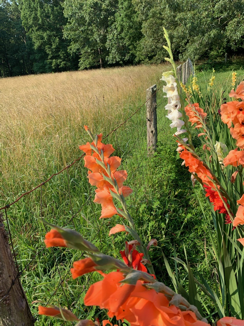 1084 Perry Road Manchester, TN 37355 - Photo 9 of 36