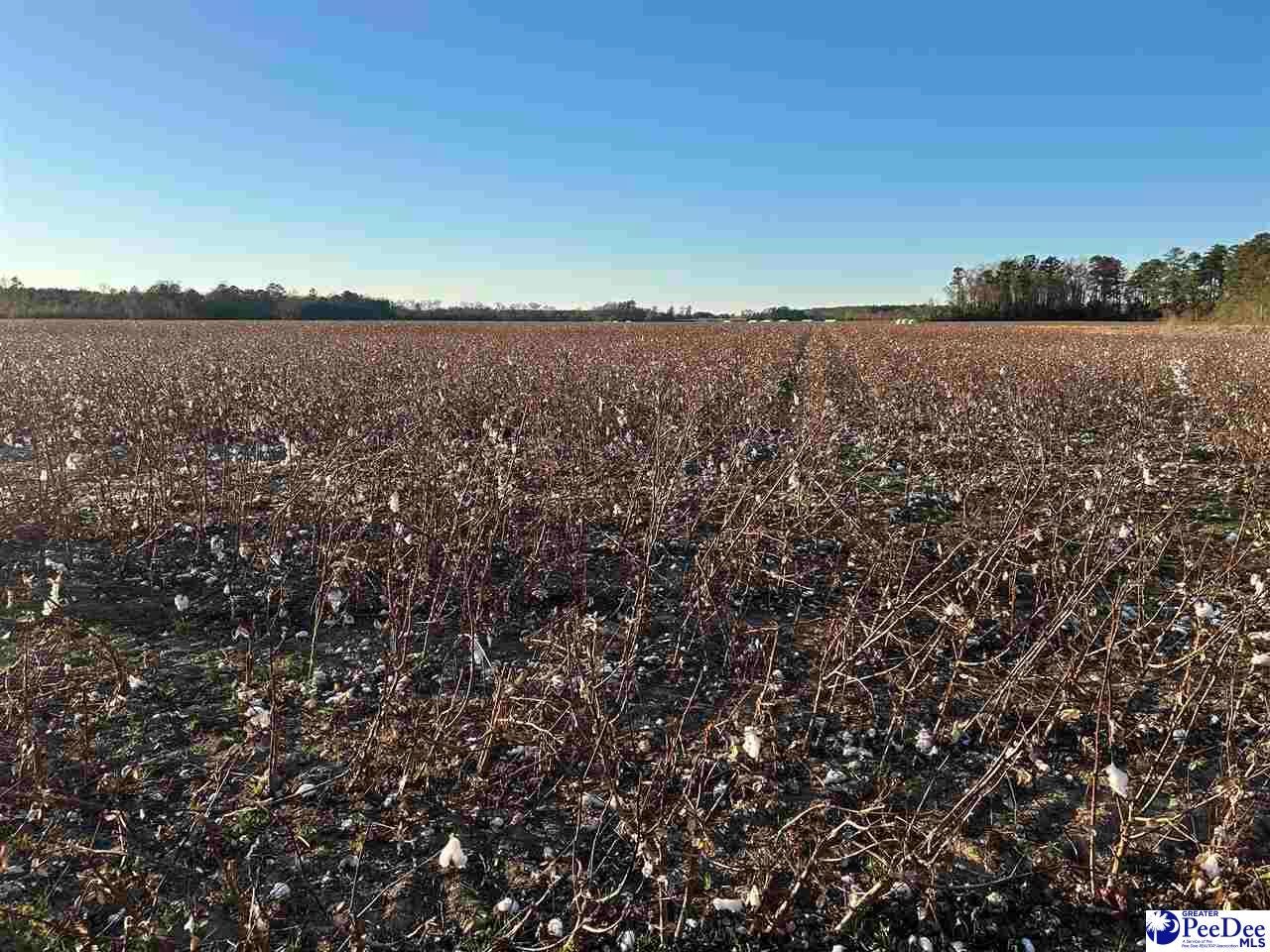 Tbd County Line Road Clio, SC 29525 - Photo 1 of 2 Gallery Image 1