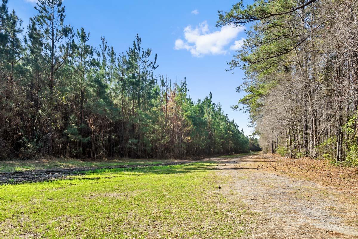 0 Cedar Swamp Road Kingstree, SC 29556 - Photo 12 of 31 KINGSTREE-11