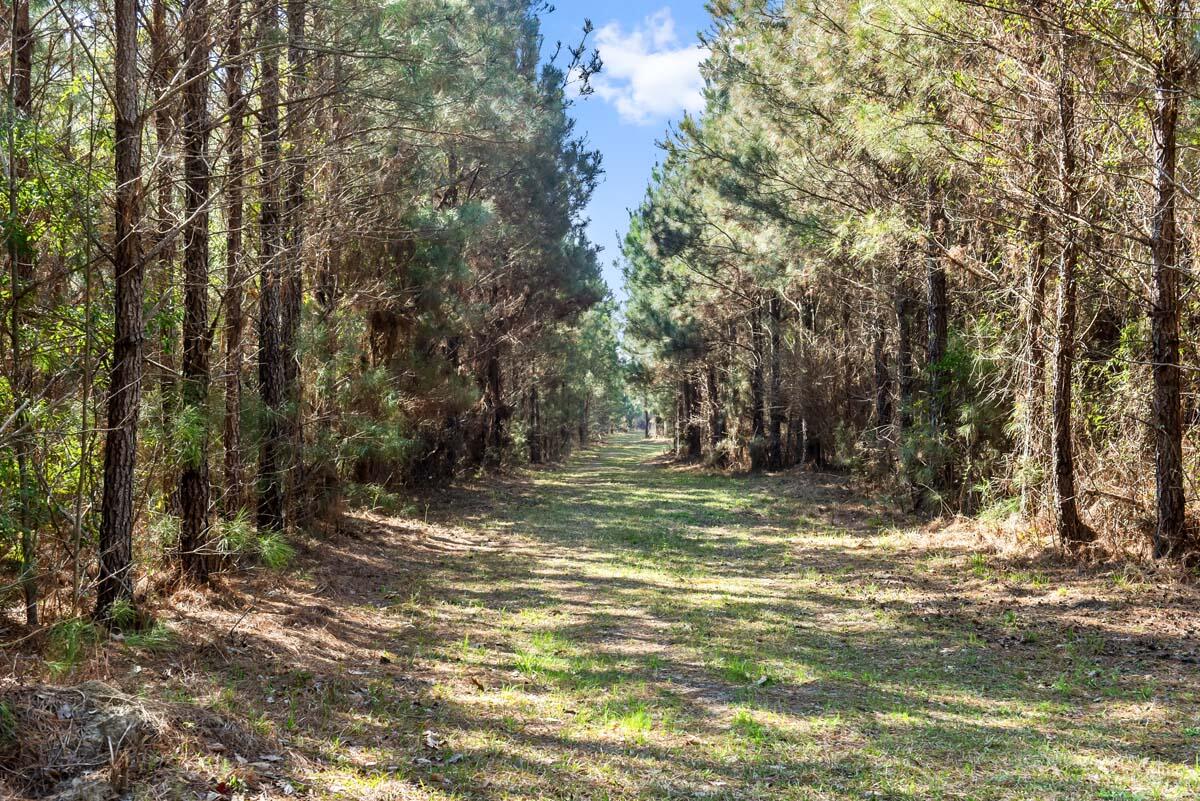 0 Cedar Swamp Road Kingstree, SC 29556 - Photo 14 of 31 KINGSTREE-13
