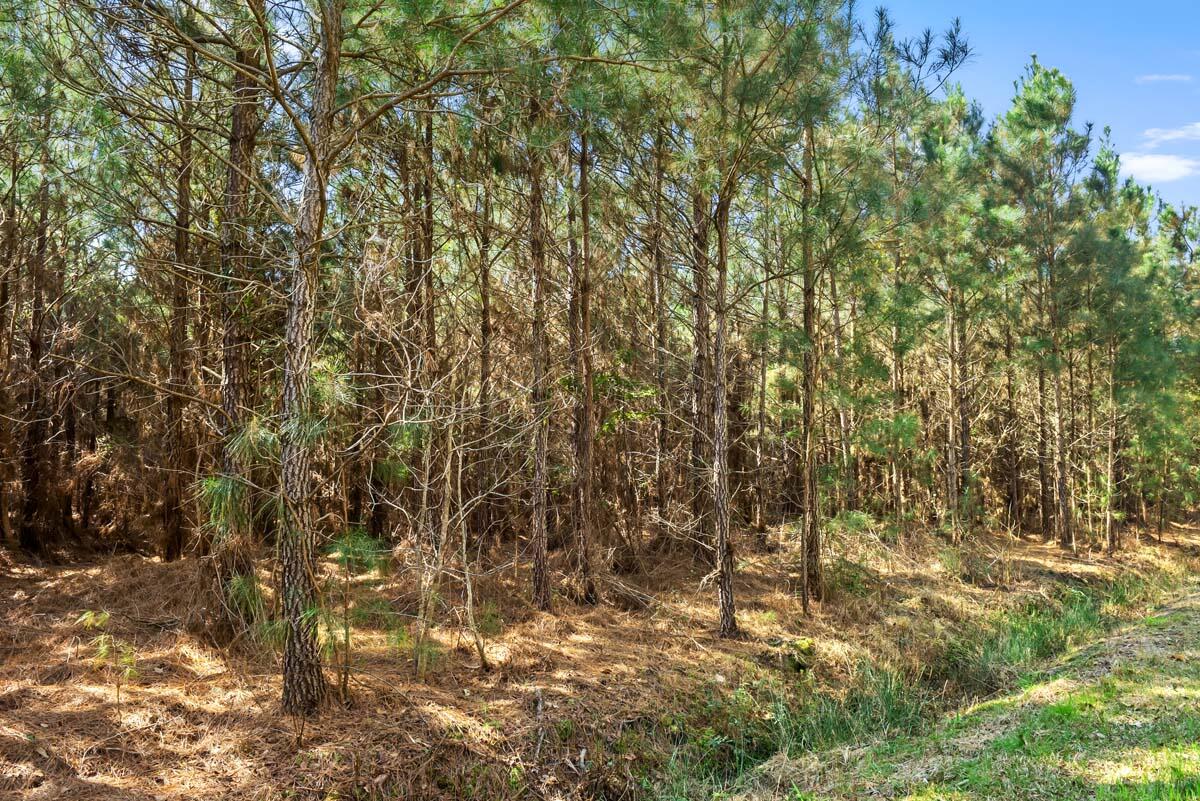 0 Cedar Swamp Road Kingstree, SC 29556 - Photo 16 of 31 KINGSTREE-15