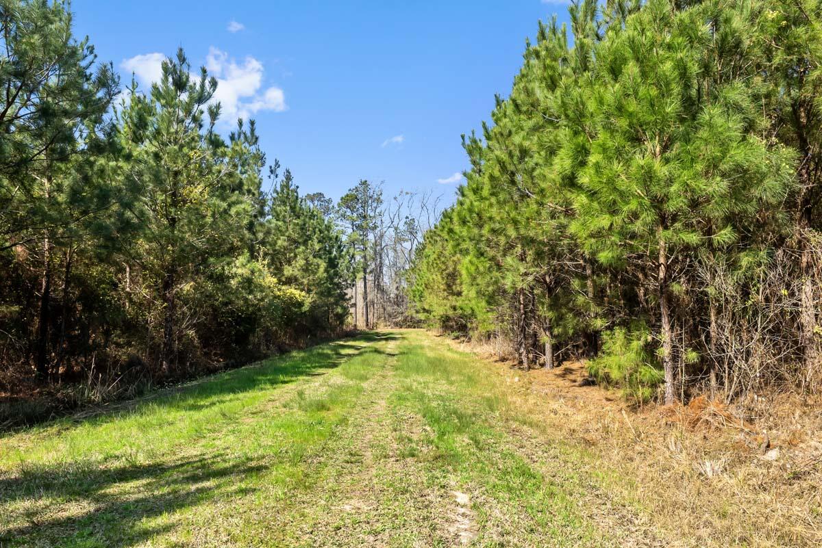 0 Cedar Swamp Road Kingstree, SC 29556 - Photo 17 of 31 KINGSTREE-16