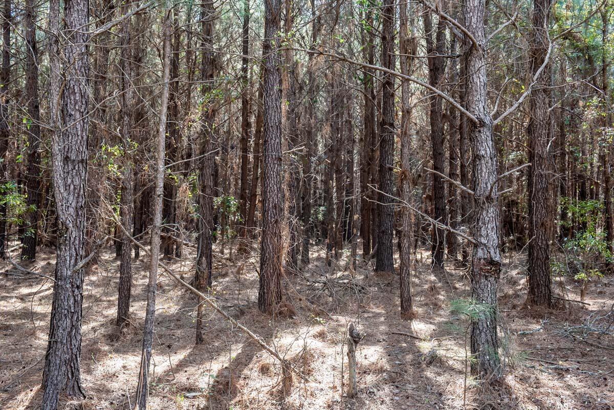 0 Cedar Swamp Road Kingstree, SC 29556 - Photo 21 of 31 KINGSTREE-20