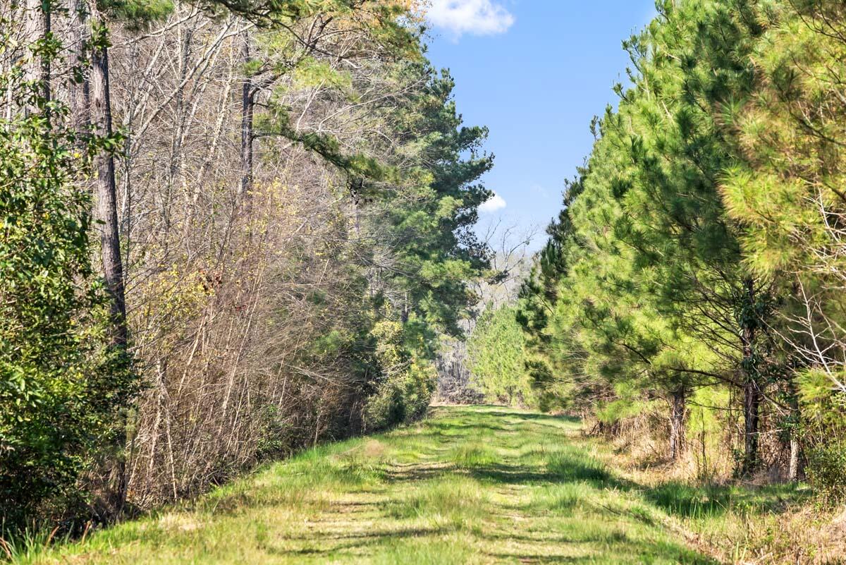 0 Cedar Swamp Road Kingstree, SC 29556 - Photo 24 of 31 KINGSTREE-23