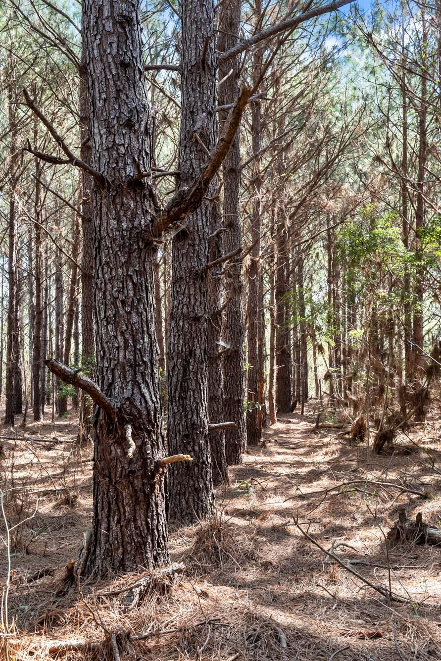 0 Cedar Swamp Road Kingstree, SC 29556 - Photo 27 of 31 KINGSTREE-26