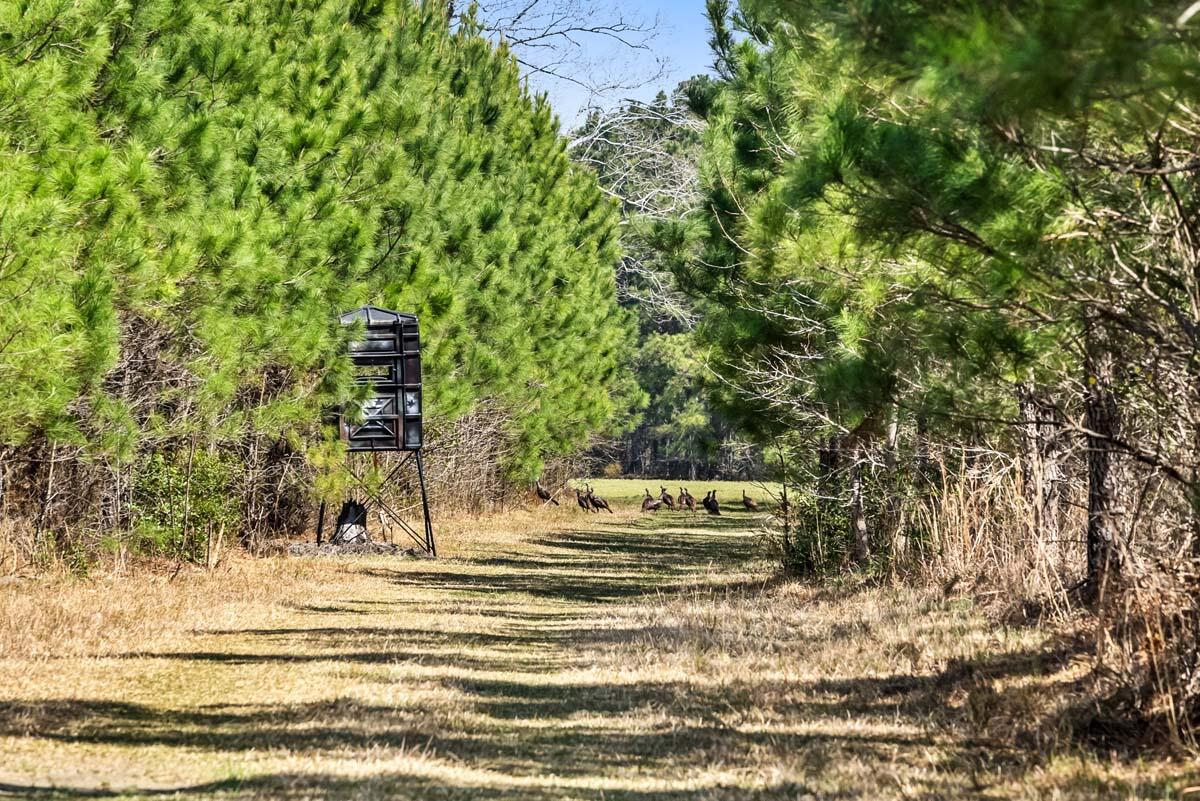 0 Cedar Swamp Road Kingstree, SC 29556 - Photo 31 of 31 KINGSTREE-30