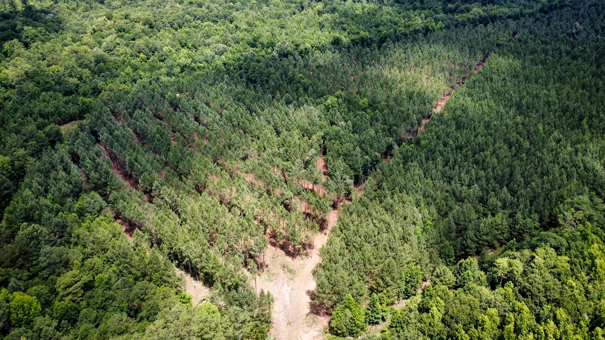 0 Cedar Swamp Road Kingstree, SC 29556 - Photo 4 of 31 june thinning
