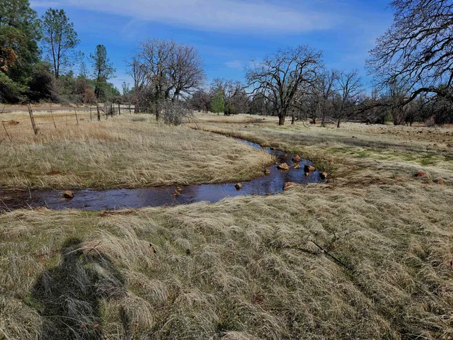a view of dirt yard with a large tree