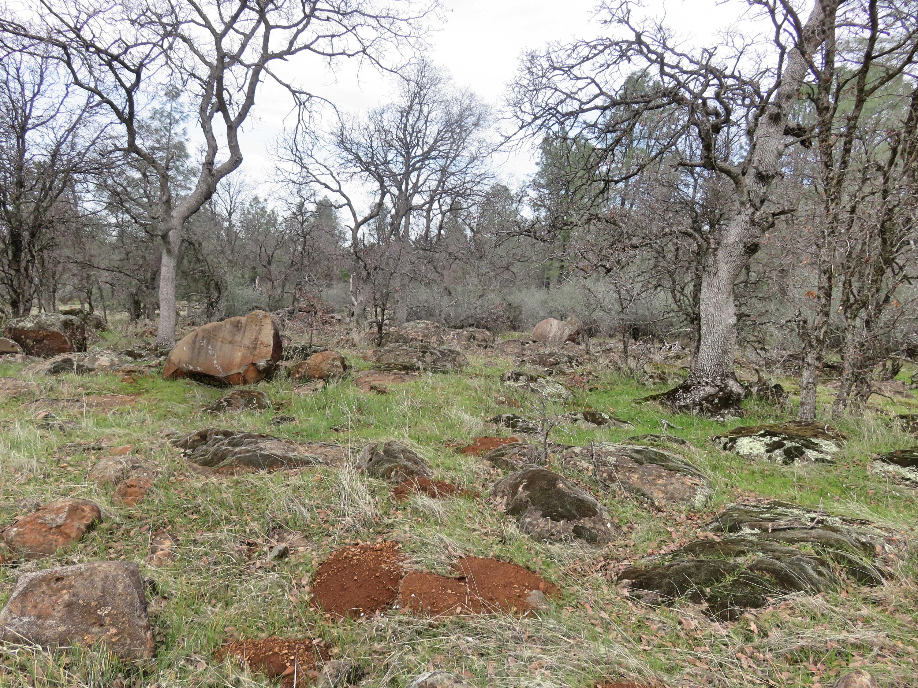 41-acres Ash Creek Road Anderson, CA 96007 - Photo 13 of 24 Moss rock