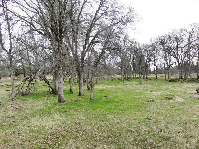a view of dirt yard with trees