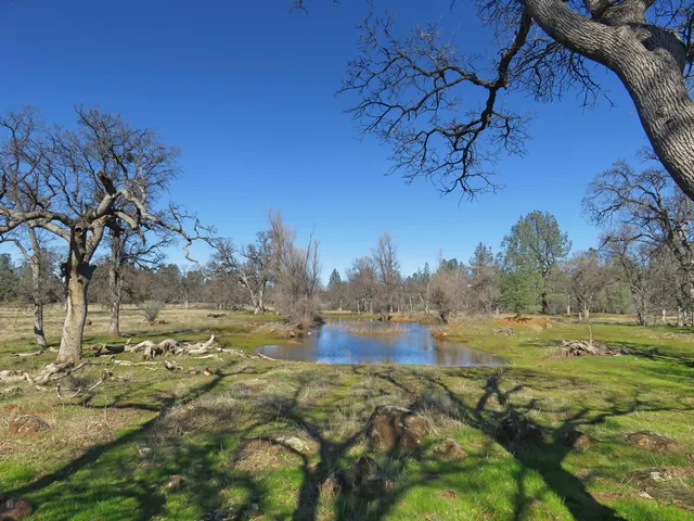 a view of a forest filled with trees